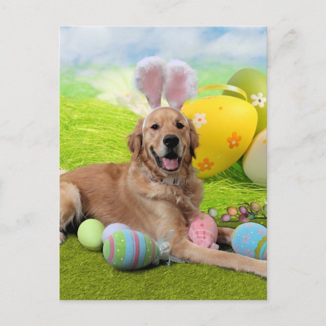 Cartes Pour Fêtes Annuelles Pâques - Golden Retriever - Frank (Devant)