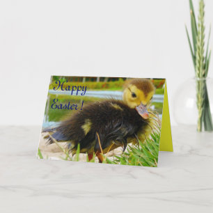 Cartes Pour Fêtes Annuelles Pâques - poule IV