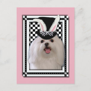 Cartes Pour Fêtes Annuelles Pâques - Un Lapin Vous Aime - Maltais