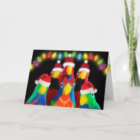 Parrots Aimer Noël