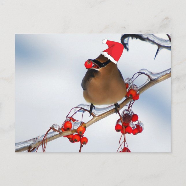 Cartes Pour Fêtes Annuelles parrow de noël sur une branche d'arbre (Devant)