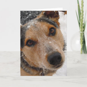 Cartes Pour Fêtes Annuelles Pasteur de Feliz Navidad Perro - Noël espagnol
