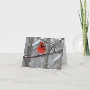 Cartes Pour Fêtes Annuelles Perche cardinale rouge (vue avant)