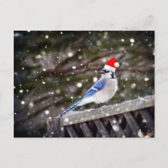 Cartes Pour Fêtes Annuelles Père Noël Blue Jay (Devant)