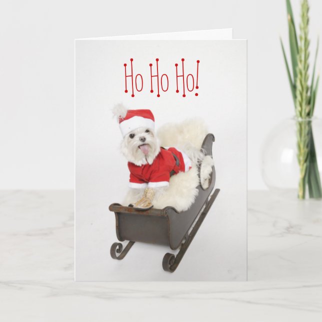 Cartes Pour Fêtes Annuelles Père Noël Maltese Chiot Sur Le Sleigh Noël (Devant)