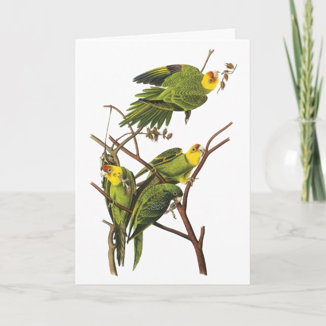 Cartes Pour Fêtes Annuelles Perruche - par John Audubon (Devant)