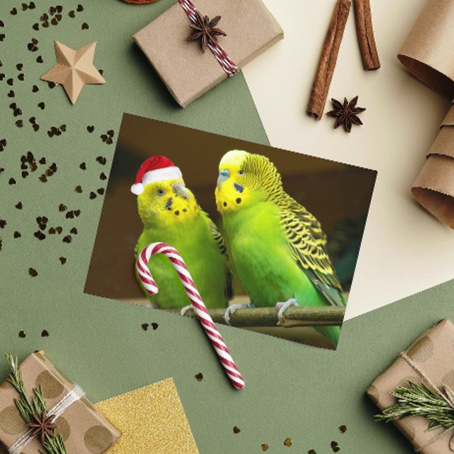 Cartes Pour Fêtes Annuelles Perruche verte et jaune à Santa Hat Funny (In Situ)