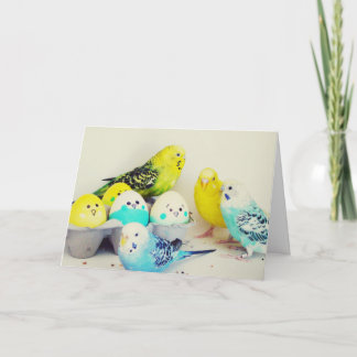 Cartes Pour Fêtes Annuelles Perruches de Pâques