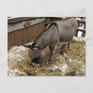 Cartes Pour Fêtes Annuelles Petit âne Noël