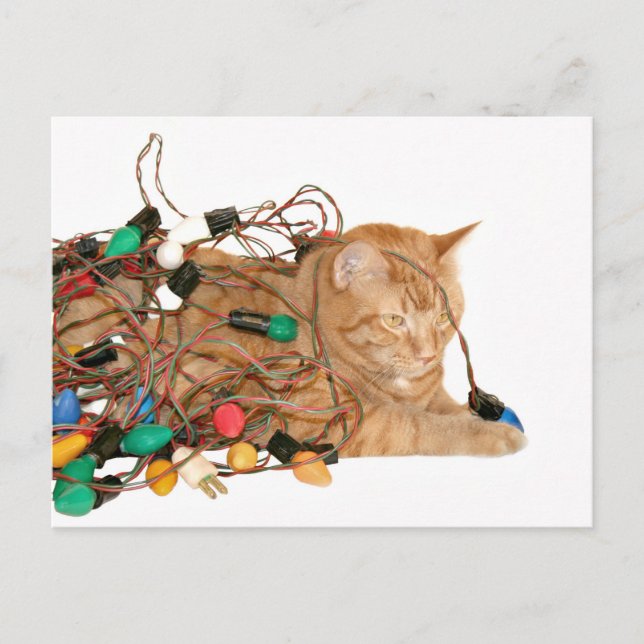 Cartes Pour Fêtes Annuelles Petit chaton de Noël en étau (Devant)