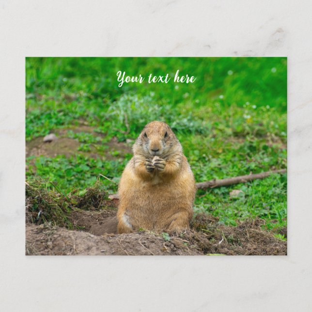 Cartes Pour Fêtes Annuelles Petit chien de prairie à queue noire mignon (Devant)