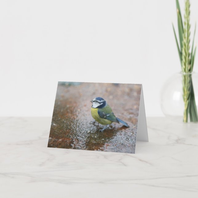 Cartes Pour Fêtes Annuelles Petit oiseau bleu sous la pluie  (Devant)