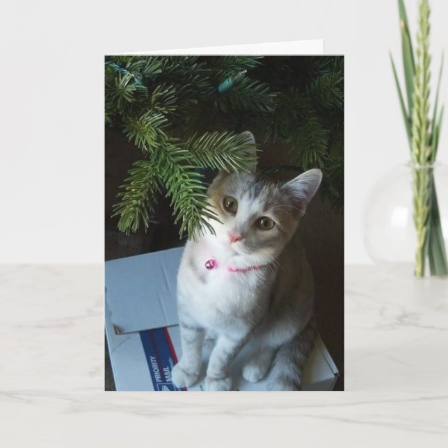 Cartes Pour Fêtes Annuelles Petit pain de Joyeux Noël (carte) (Devant)