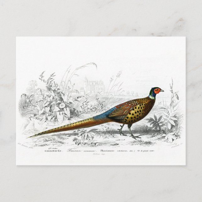 Cartes Pour Fêtes Annuelles Phéasant pour Noël - Bague de Phéasant cou - (Devant)