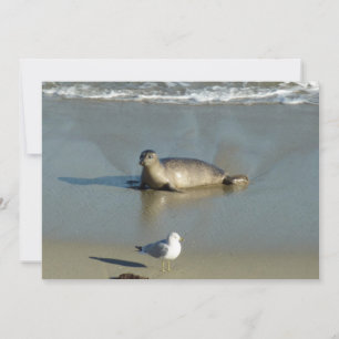 Cartes Pour Fêtes Annuelles Phoque commun à La Jolla Californie