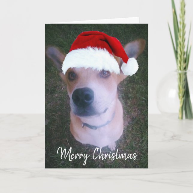 Cartes Pour Fêtes Annuelles Photo Chien personnalisé joli Noël Rouge (Devant)