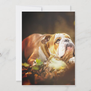 Cartes Pour Fêtes Annuelles Photo de la forêt de Bulldog en anglais