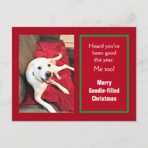 Cartes Pour Fêtes Annuelles Photo de mignon souriant chien blanc rouge Noël