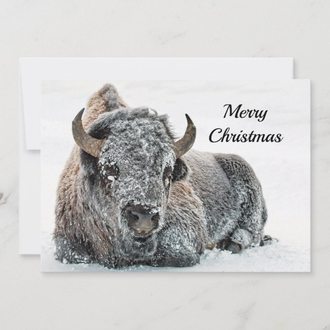 Cartes Pour Fêtes Annuelles Photo de neige de Buffalo Appartement de Noël (Devant)