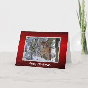Cartes Pour Fêtes Annuelles Photo de neige du loup sauvage Noël