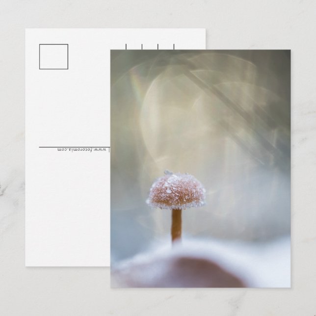 Cartes Pour Fêtes Annuelles Photo d'hiver des champignons (Devant / Derrière)