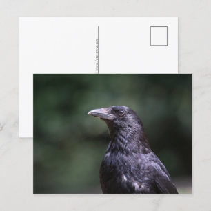 Cartes Pour Fêtes Annuelles Photo nature de corneille de Carrion