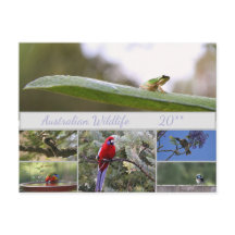 Photographie de la faune australienne