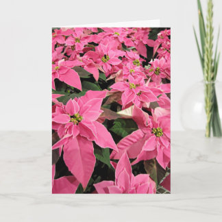 Cartes Pour Fêtes Annuelles Pink Poinsietta Christmas Card