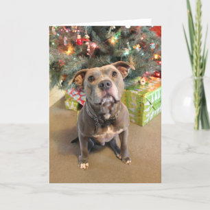 Cartes Pour Fêtes Annuelles Pitbull Love Christmas Blank Card