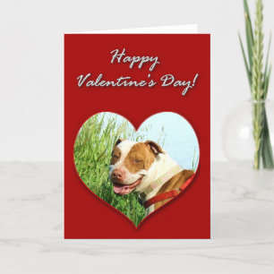 Cartes Pour Fêtes Annuelles Pitbull Valentines