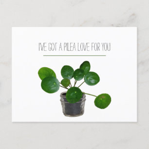 Cartes Pour Fêtes Annuelles Plant Pun Pilea Funny Postcard Valentine
