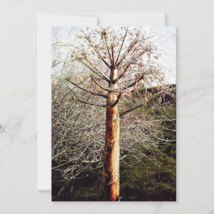 Cartes Pour Fêtes Annuelles Plante Ferula sec