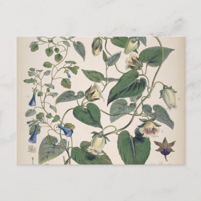 Cartes Pour Fêtes Annuelles Plants de l'Himalaya (Devant)