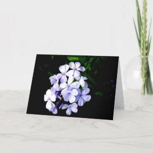 Cartes Pour Fêtes Annuelles plumbago