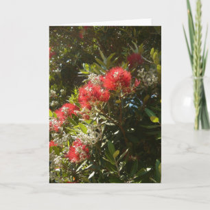 Cartes Pour Fêtes Annuelles Pohutukawa
