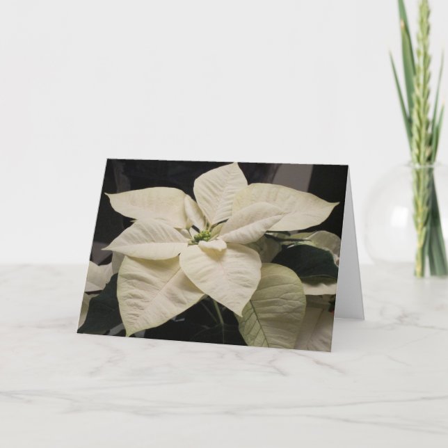 Cartes Pour Fêtes Annuelles Poinsettia (Devant)