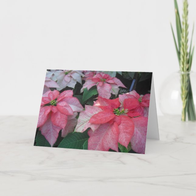 Cartes Pour Fêtes Annuelles Poinsettia Blossoms (Devant)