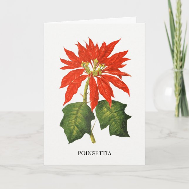 Cartes Pour Fêtes Annuelles Poinsettia Botanical Print (Devant)