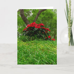 Cartes Pour Fêtes Annuelles Poinsettia rouge