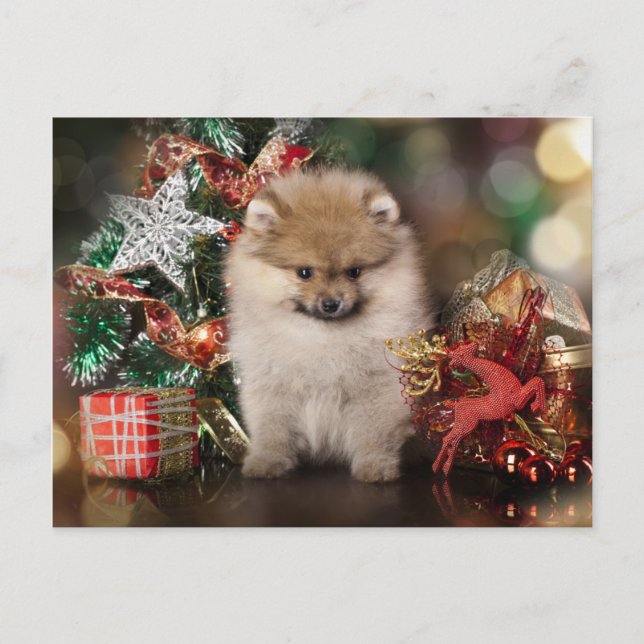 Cartes Pour Fêtes Annuelles Poméranie Spitz, Chiot de Noël (Devant)