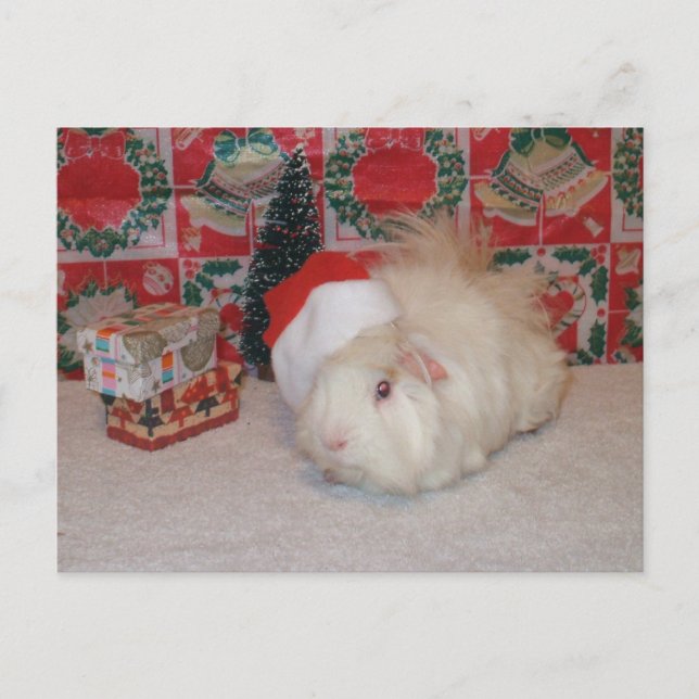 Cartes Pour Fêtes Annuelles Porc blanc de Père Noël (Devant)
