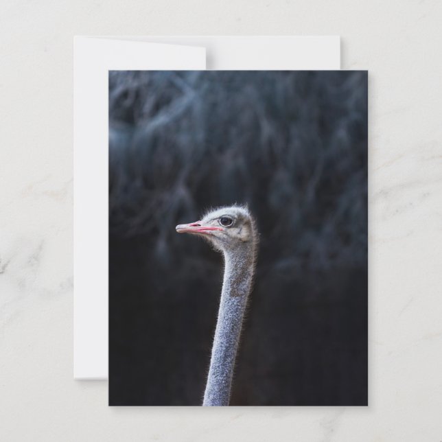 Cartes Pour Fêtes Annuelles portrait d'autruche (Devant)