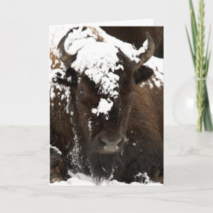 Cartes Pour Fêtes Annuelles Portrait de Bison couvert de neige