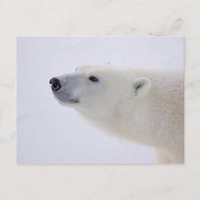 Cartes Pour Fêtes Annuelles Portrait d'ours polaire (Devant)