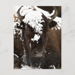 Cartes Pour Fêtes Annuelles Portrait of Bison Covered in Snow