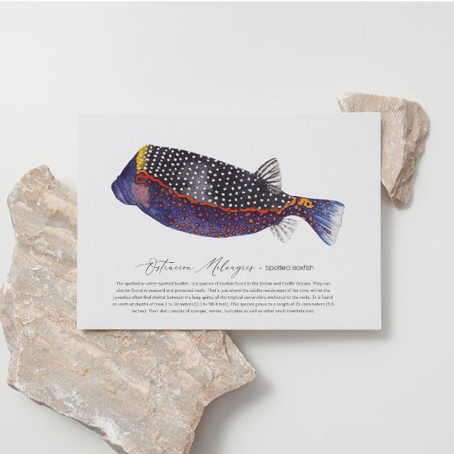 Cartes Pour Fêtes Annuelles Potté (Créateur téléchargé)