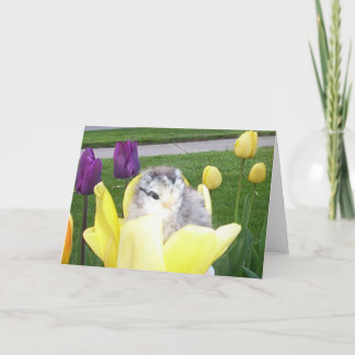 Cartes Pour Fêtes Annuelles poulet dans une tulipe