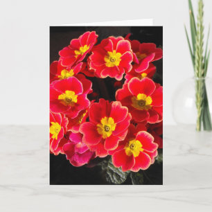 Cartes Pour Fêtes Annuelles Primevère au printemps