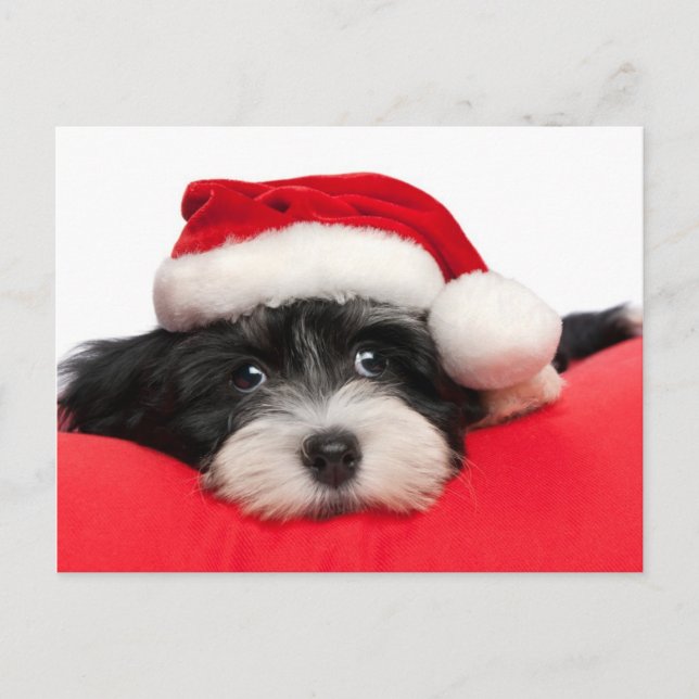 Cartes Pour Fêtes Annuelles Puppy dog (Devant)