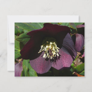 Cartes Pour Fêtes Annuelles Purple Carême Rose Pâques